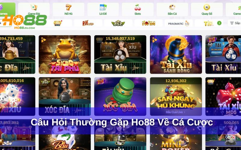 Câu hỏi thường gặp Ho88 về cá cược Câu hỏi thường gặp Ho88 về cá cược
